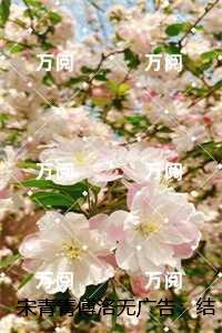 宋青青傅洛无广告：结局+番外